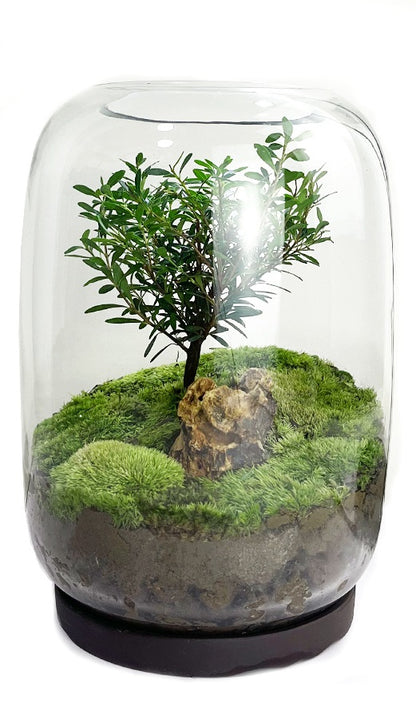 Moss Plant Micro Landscape Glass